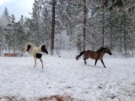 Holly and Candy playing in the snow