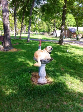 My dog Buddy cooling off after a long hot walk