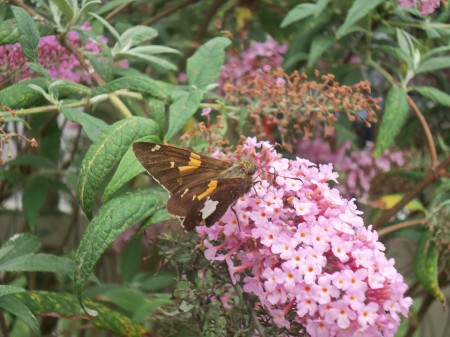 butterfly bush my yard