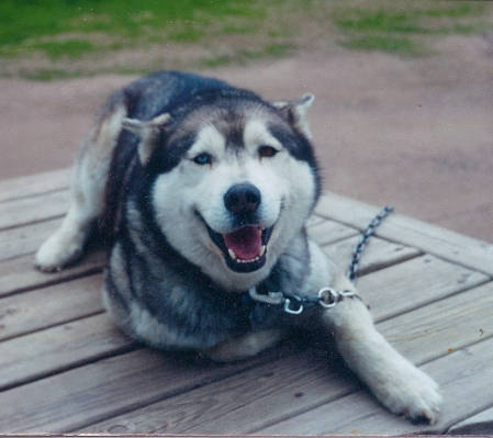 Taz on the deck.