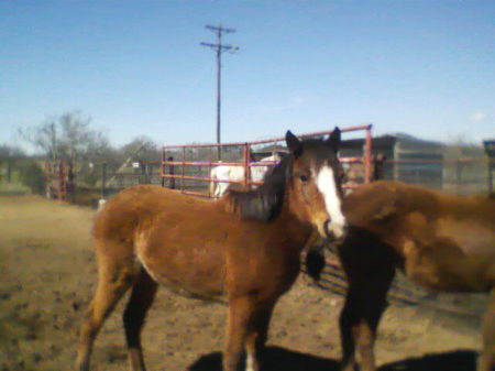 LINDY, SHE MY OTHER HORSE,