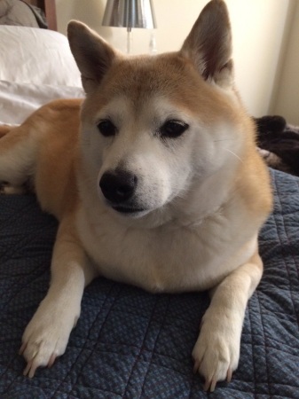 Nikki, our shiba inu (7 years old)