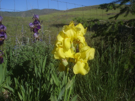 Some of my Irises