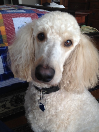 our standard poodle