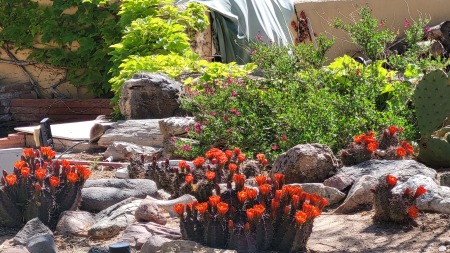 Hummingbirds love the Cactus blooms! Me too!