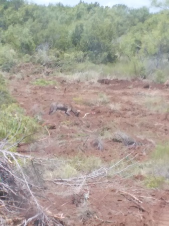 There is a rat and this 4 1/2' rattlesnake