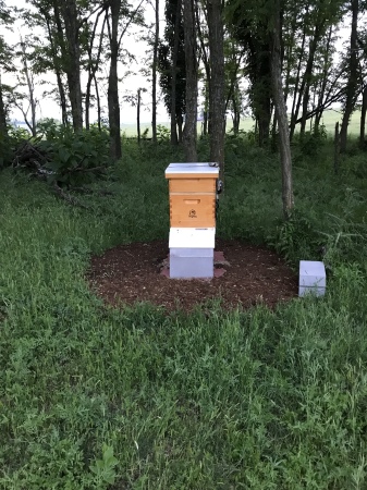 2nd hive started.  Twice the girls buzzing!