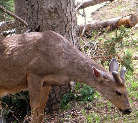 Hurricane Hills Deer