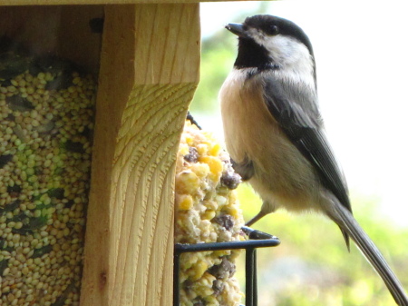 At the bird feeder