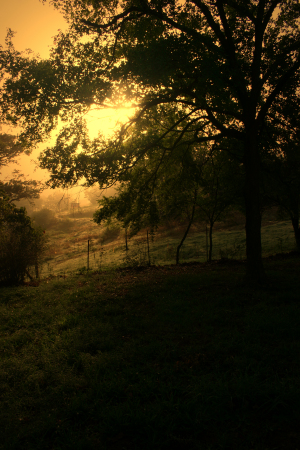 Nina Fosdick's album, Golden Toned Photography