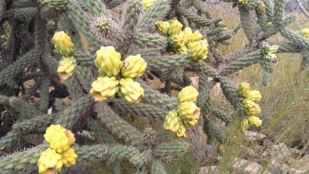 Goofy Cholla fruit