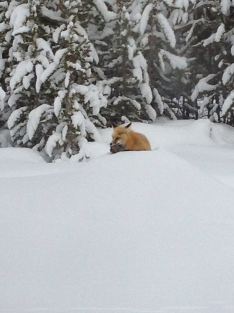 West Yellowstone snowmobile trip wildlife