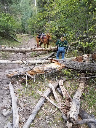 CALI learning how to get over deadfall. 