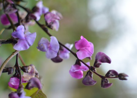 Lablab, or purple hyacinth bean