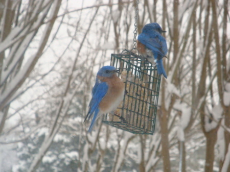 Bluebirds in the snow