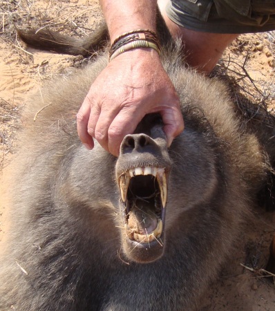 An old big male Baboon