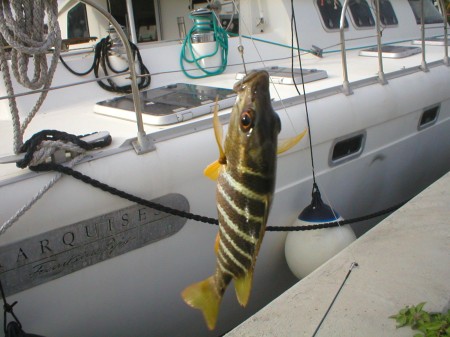 Finally caught one fish in St Marteen