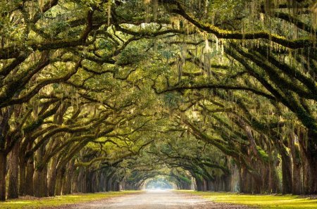 Wormsloe, Savannah Georgia