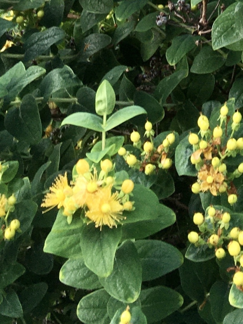 ST. JOHN'S WORT - CLOSE-UP