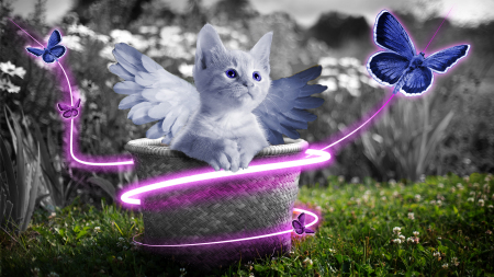 Fairy Kitty