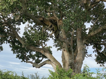 Climbing Lions, Uganda