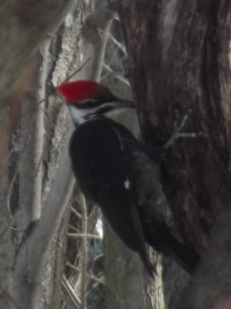 Piliated Woodpecker