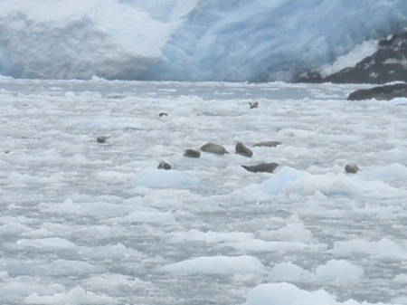 Harbor Seals