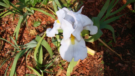 In my Iris Patch