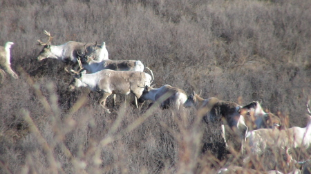 Robert Trejo's album, Denali Park