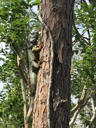 Iguana in Trinidad 