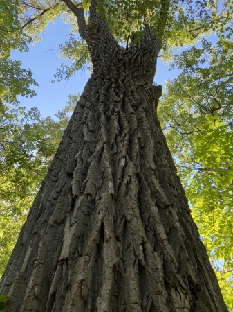 Minnesota Cottonwood