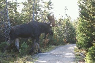 moose