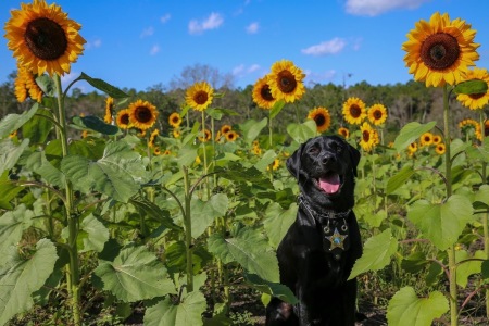 Jetty in Sunflowers