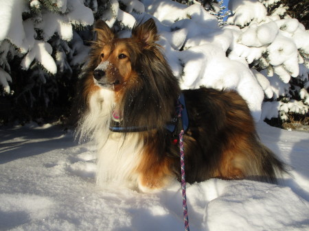 Nico:  He adores snow!!