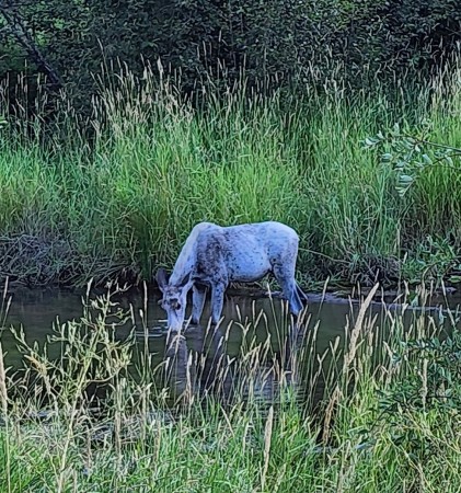 Piebald moose calf