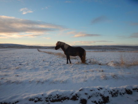 Icelandic horse, Gauksmyri Farm, Iceland