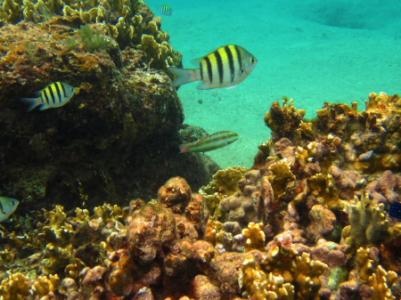 cecilia cherokee's album, cozumel