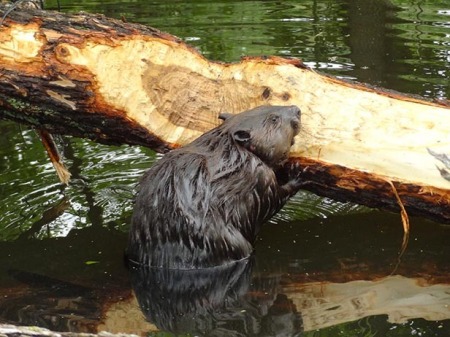 Beaver love to chew.