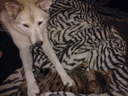 Kato our wolf hybrid with Leo, our Bengal. 