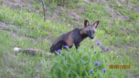 Foxy neighbour