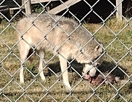 Khewa having venison for dinner.