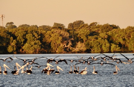 Pelicans on the go..