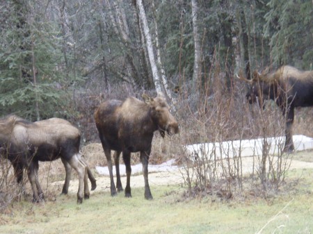 moose in the backyard, again!!