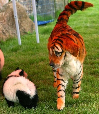 Panda Cat, Tiger Dog