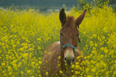 Mule in Mustard Field