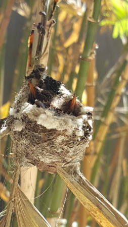 Twin Humming birds