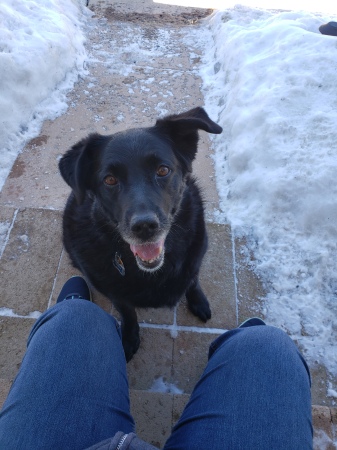 Sassy the dog that loves snow