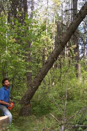 cutting firewood