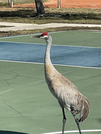 My pal, a Sandhill Crane 