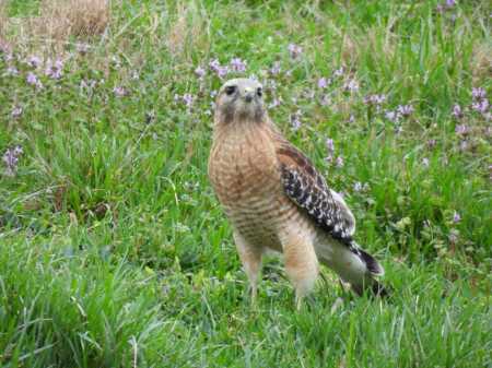 RED SHOULDERED HAWK